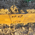 Rust Corten Steel Garden Edging