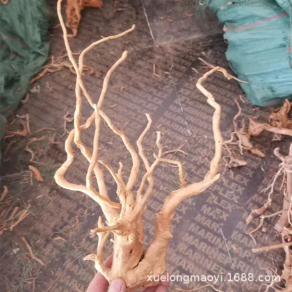 Natural Driftwood for Fish Tanks: Aquarium Decorations and Plants