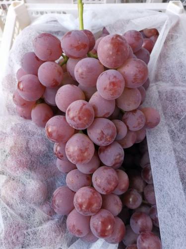 Venda quente frescas doces uvas vermelhas