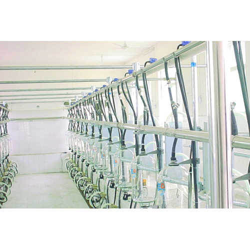 Cow used herringbone milking parlor