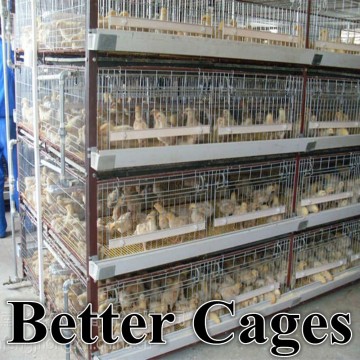 New design BT Factory hot-sale H type broiler chicken cages for sale(Factory price)