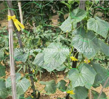 White Plant Support Netting Mesh for Pea / Bean, HDPE Extruded Netting
