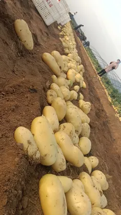 Premium Yellow Skin Yellow Flesh Potatoes