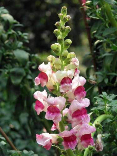 Amazing Chinese Snapdragon Flower