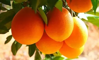 fresh VALENCIA ORANGE