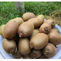 2021 new crop high niutrition fresh kiwi fruit