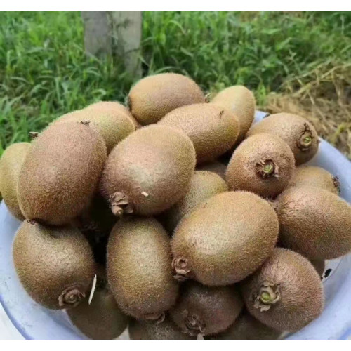 2021 new crop high niutrition fresh kiwi fruit