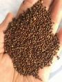 Seed Perilla Kualitas Tinggi