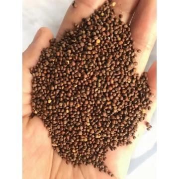 Perilla Seed di alta qualità