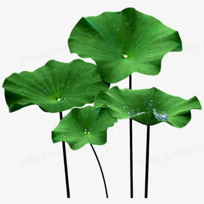 Lotus Leaf Extract powder for Weight Loss