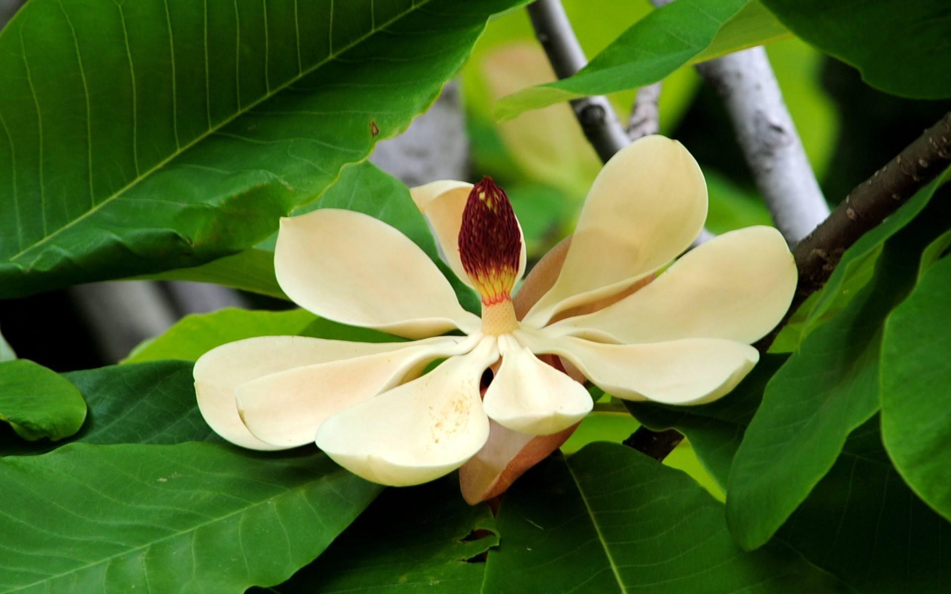 magnolol (1)