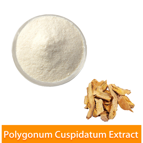 Polygonum cuspidatum extracto resveratrol