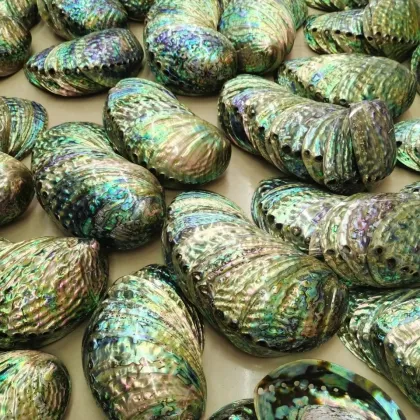 Wholesale Large Stock Polished New Zealand Abalone Paua Shells