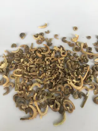 Hybrid marigold flower seed