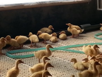 POULFARM Slat floor poultry