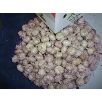 Export Normal White Garlic 2020