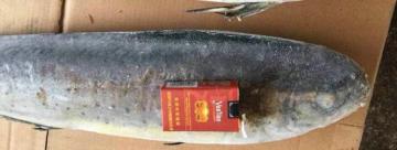 Best Quality Sea Frozen Mahi Mahi Fish