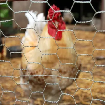 Electro galvanized hexagonal chicken wire mesh