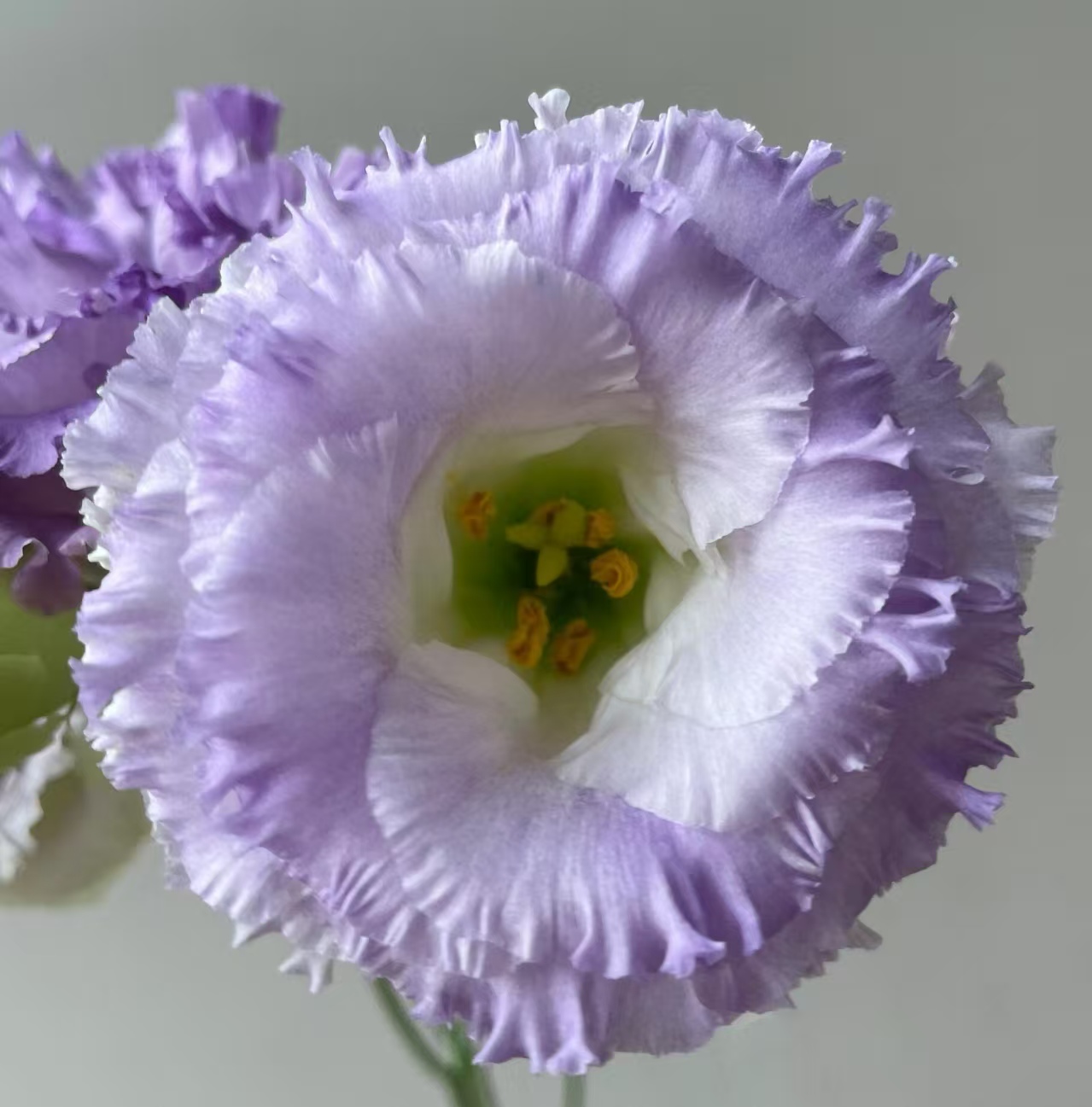 Dusty Gray Lisianthus