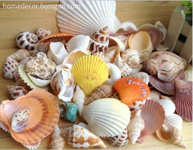 Seashell7