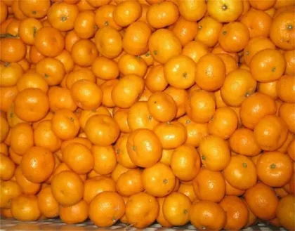 Good Fresh sweet baby mandarin