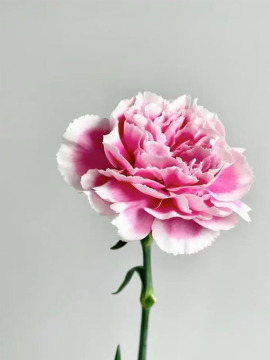 Smile Carnation single headed