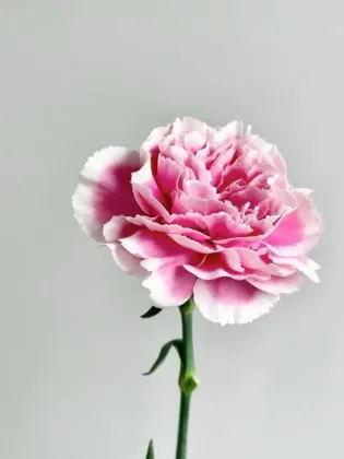 Smile Carnation single headed