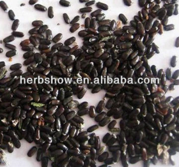 Herb seed--Lavender seeds