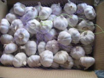 Fresh Garlic