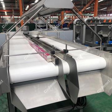 Palm dates selection conveyor with light
