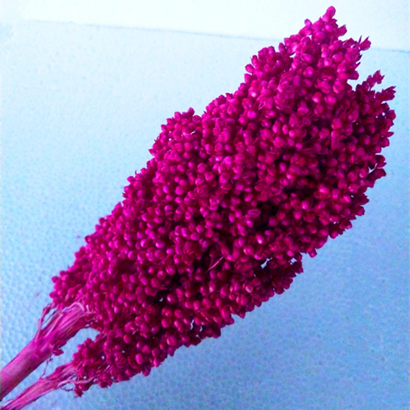 About 50cm Natural Dried Flowers Bouquet Sorghum Ear Home Living Room Wedding Party Decoration Preserved Spike Shooting Props