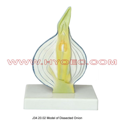 Model of Dissected Onion-J34.20.02