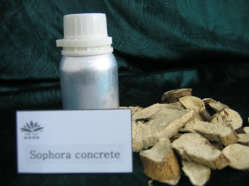 Sophora concrete fragrance oil
