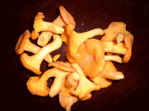 sell  wild mushroom
