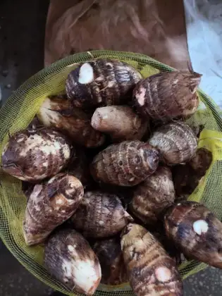 mid east quality fresh taro