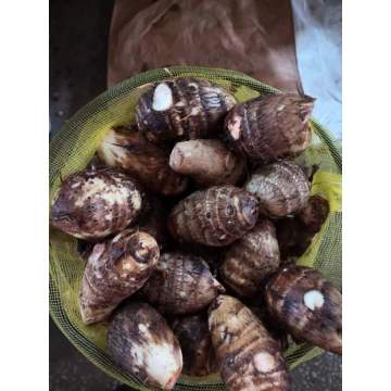 Top Quality Fresh Taro