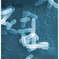 Grado de alimentación CAS 308084-36-8 Lactobacillus acidophilus