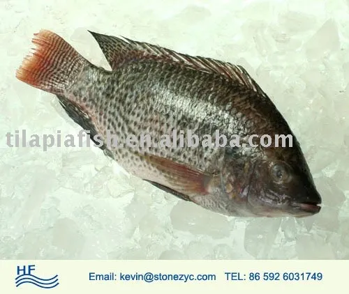 best selling tilapia