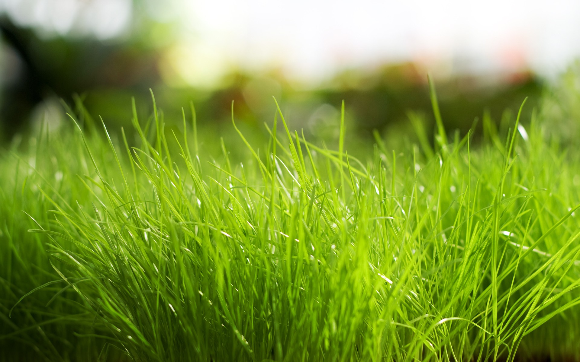 fresh-grass-hd-wallpaper