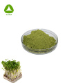 Natürlicher organischer reiner Brokkoli -Sprout -Extraktpulver