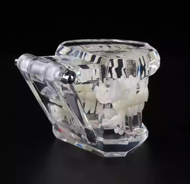 Teeth Model