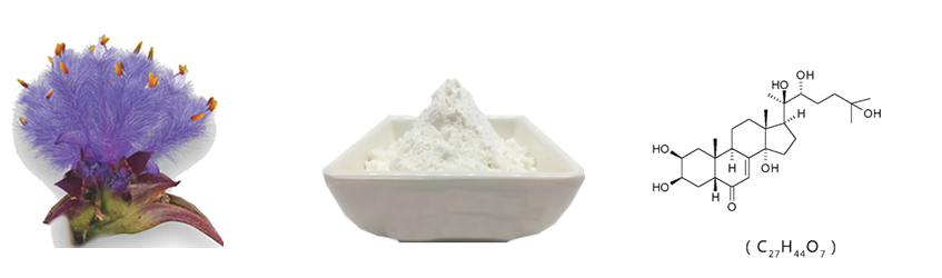 Cyanotis Arachnoides Extract