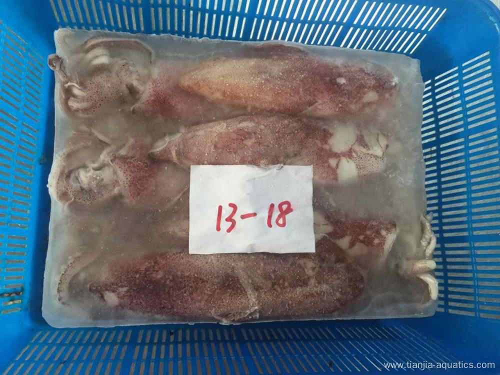 New Catching Frozen Loligo Chinensis Squid