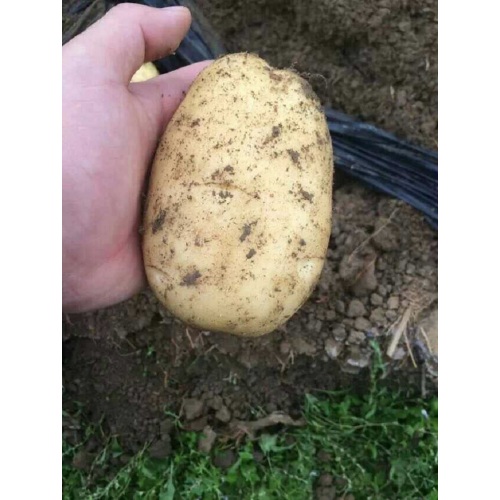 Verse goede Qulality-aardappel