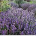 Hyssop Essential Oils จำนวนมาก