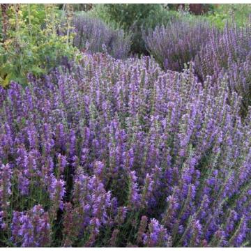 Hyssop Essential Oils In Bulk