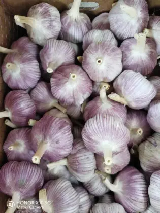 Fresh white garlic/top quality fresh garlic