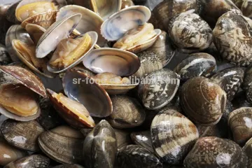 America standard short necked clam meat