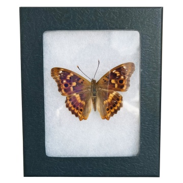 Classic Riker Mount Frames for Insects & Butterflies - Display Box & Frame