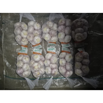 Fresh Garlic 2019 Sale